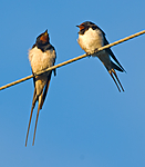 BB 07 0156 / Hirundo rustica / Låvesvale